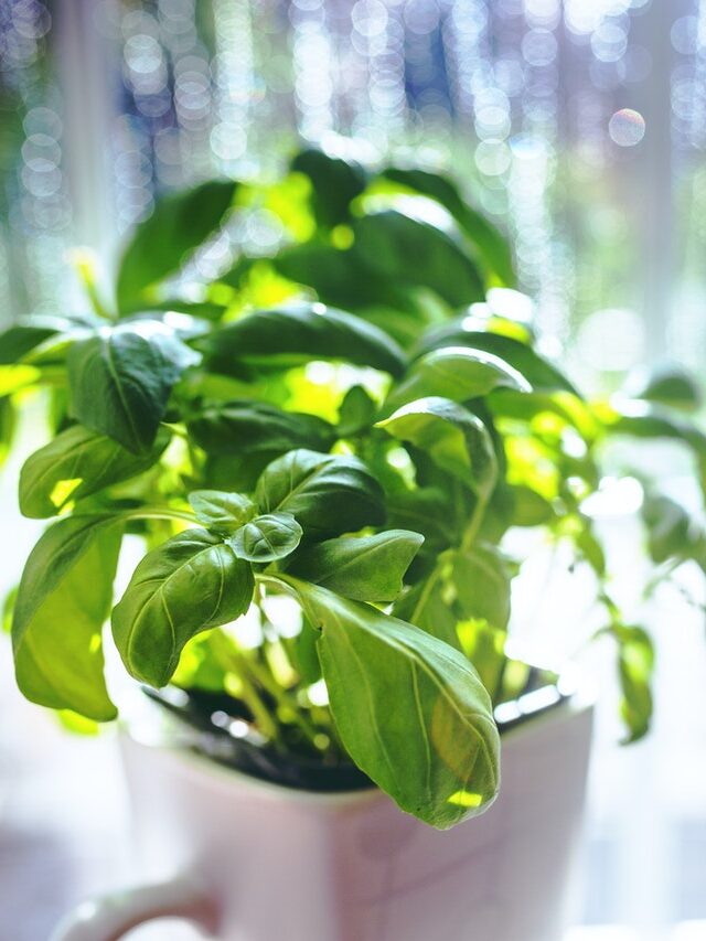 Windowsill Herb Gardens